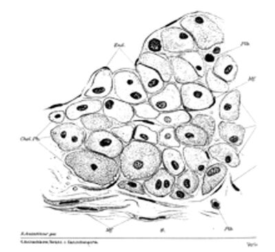 U12-fig-2-A